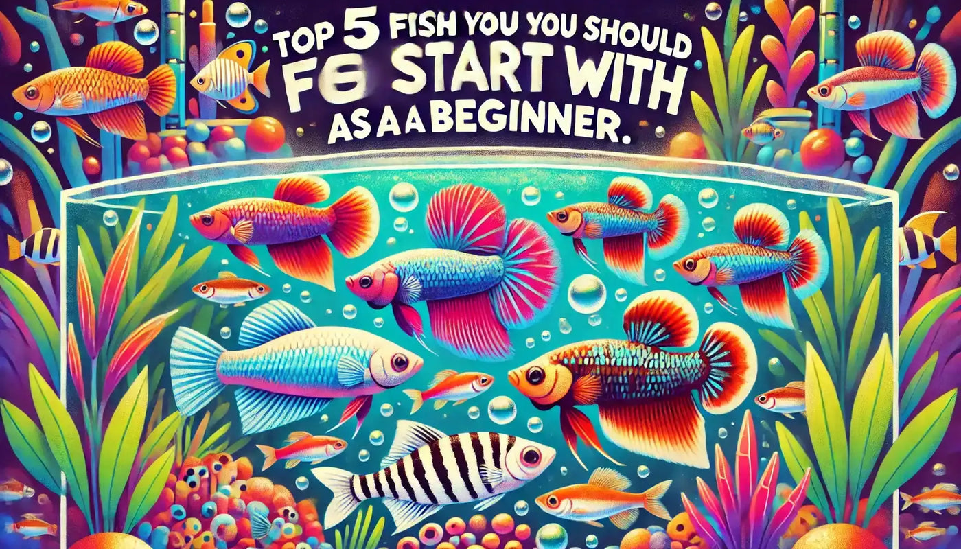 Best Fish for Beginners: Top 5 Starter Fish for Your Aquarium - Poochi Paws