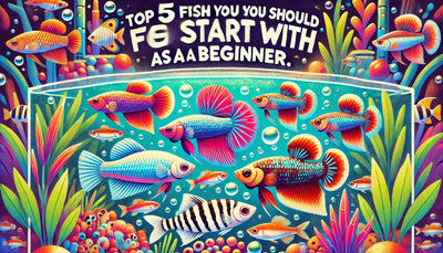 Best Fish for Beginners: Top 5 Starter Fish for Your Aquarium