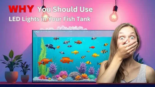 Why You Should Use LED Lights in Your Fish Tank - Poochi Paws