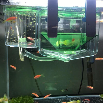 Guppy Isolation & Hatching Box