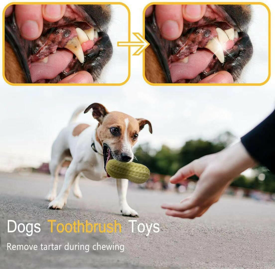 Squeaky Dog Chew Toy