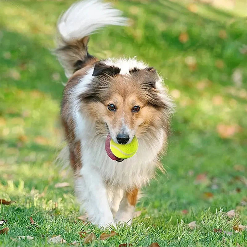 6 PCS Dog Tennis Balls – 5cm Size AliExpress