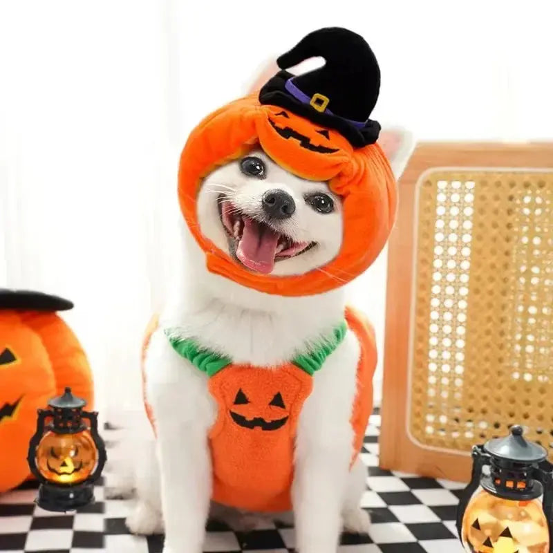 Funny Pumpkin Dog Halloween Costume with Hat AliExpress