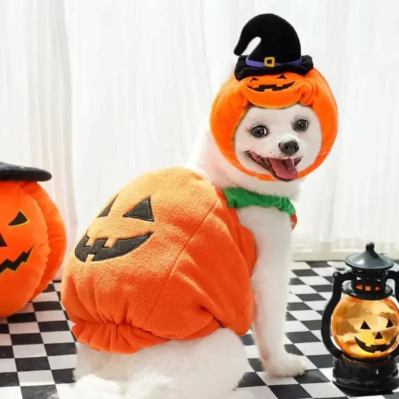 Funny Pumpkin Dog Halloween Costume with Hat AliExpress