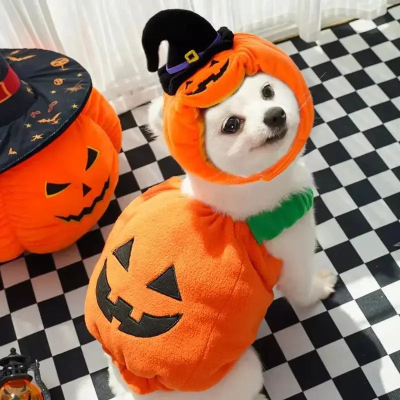 Funny Pumpkin Dog Halloween Costume with Hat AliExpress