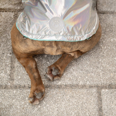 Reversible Neon Aqua & Iridescent Raincoat for Dogs Beige Antigone