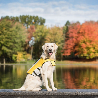 High-Buoyancy Dog Life Vest for Water Safety Beige Antigone