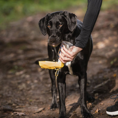 Foldable Travel Water Bottle for Dogs: Hydration On-the-Go Beige Antigone