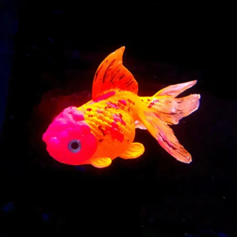 Glow-In-The-Dark Aquarium Floating Fish Decor AliExpress