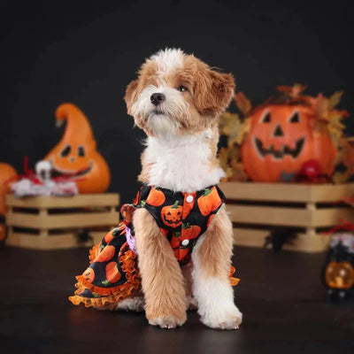 Halloween Pumpkin Lace Dress for Pets - Double Layered Fun AliExpress