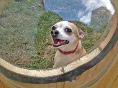 Pet Peek Fence Window