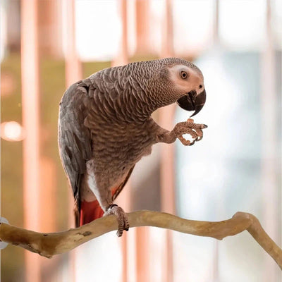 Natural Wood Parrot Perch with Paw Grinding Branch AliExpress