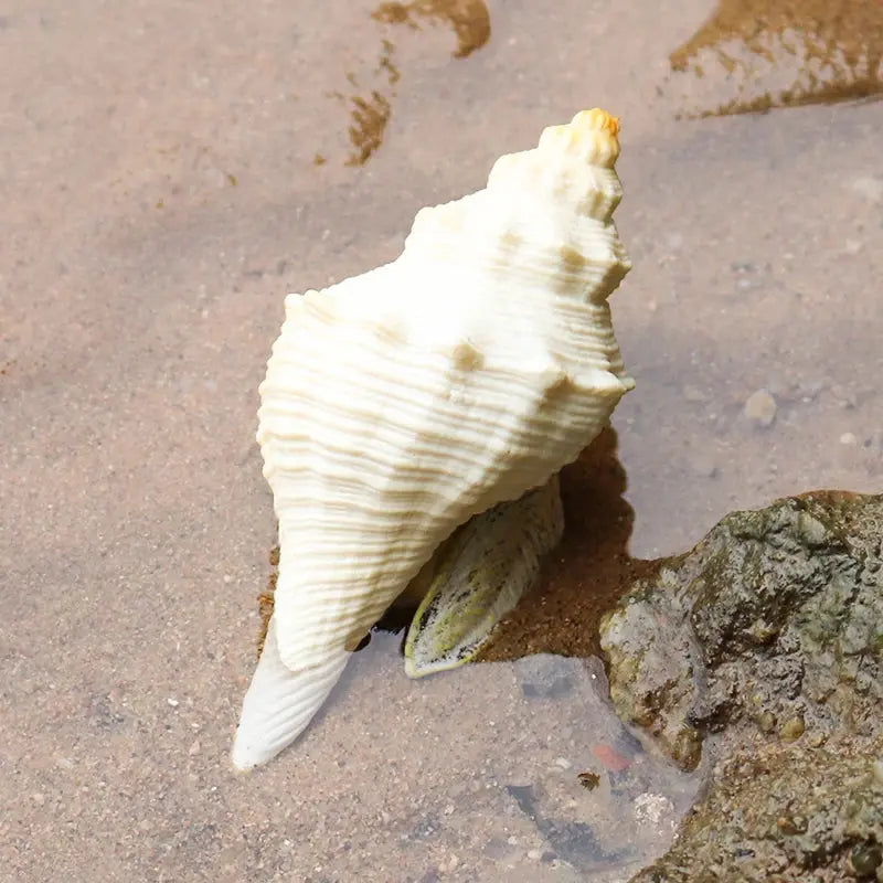 Realistic Ocean Animal Figurines - Hermit Crab to Octopus AliExpress