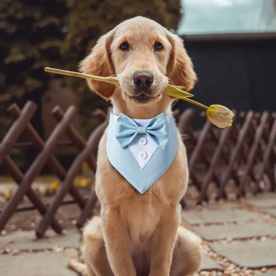 Adjustable Tuxedo Bow Tie Collar