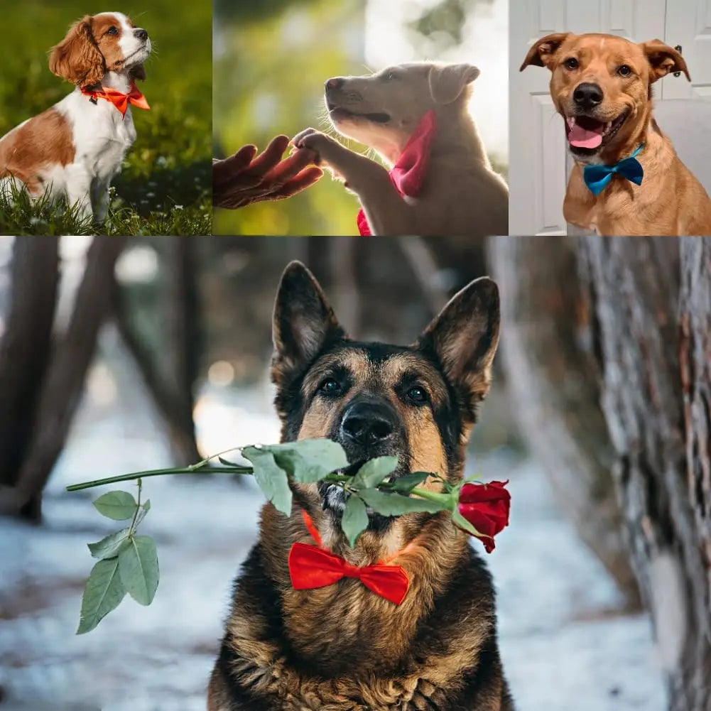 Adjustable Pet Bow Tie Collar