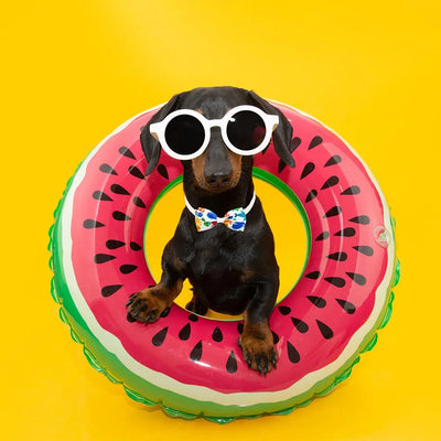 Summer Dog Bow Tie Set – 20PCS AliExpress