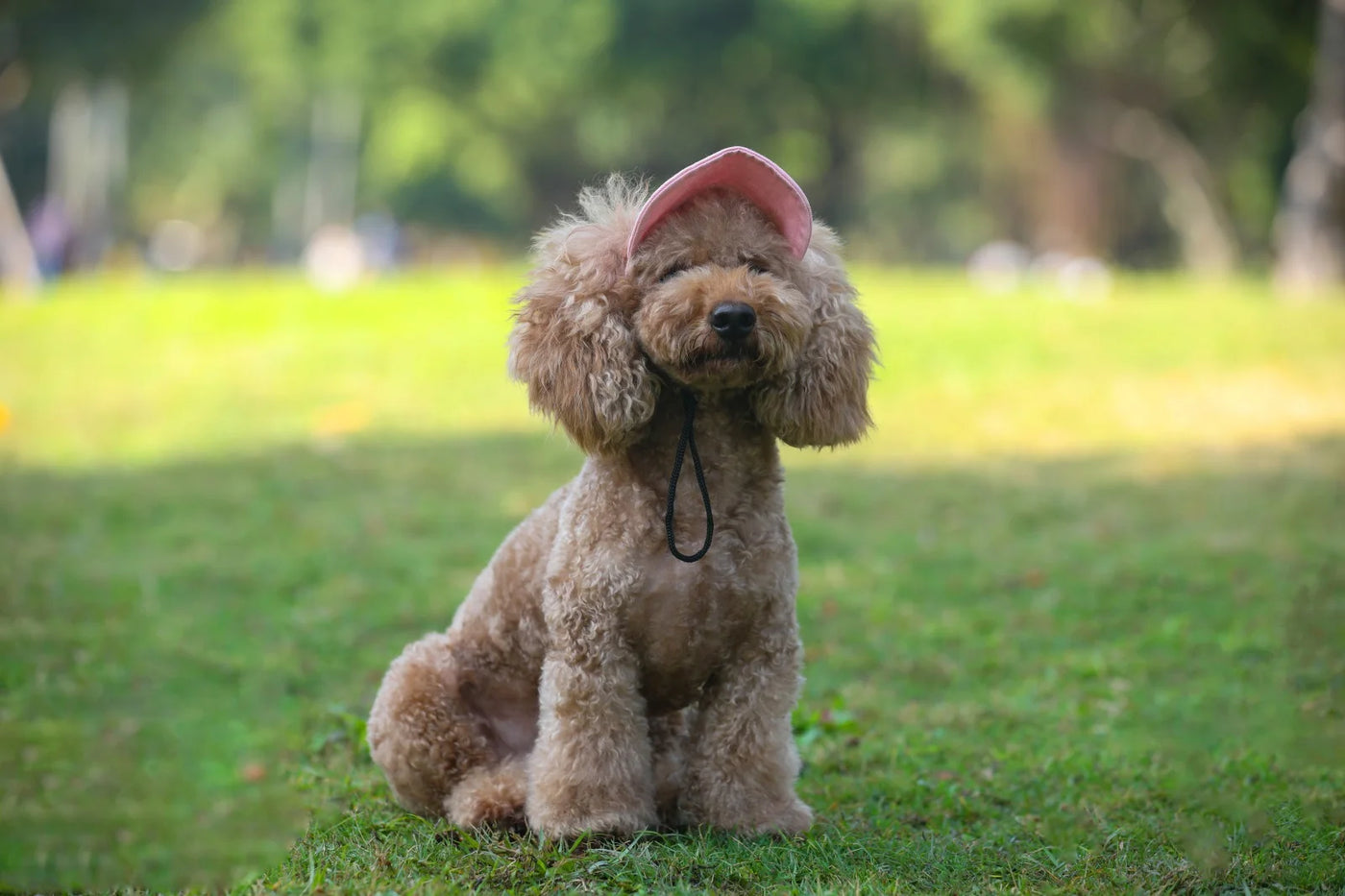 Adjustable Pet Dog Travel Cute Baseball Hat Sun Cap Visor Hat with Ear Holes Outdoor Sport Pet Supplies Poochi Paws