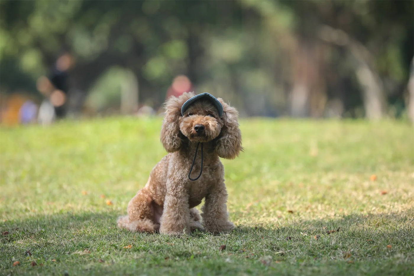 Adjustable Pet Dog Travel Cute Baseball Hat Sun Cap Visor Hat with Ear Holes Outdoor Sport Pet Supplies Poochi Paws