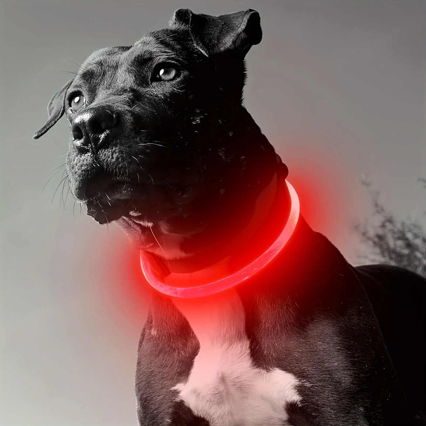 LED Anti-Lost Dog Collar