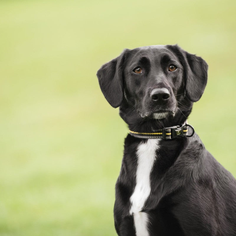 US Army Dog Collar - Dark Camo for Stylish Support Beige Antigone