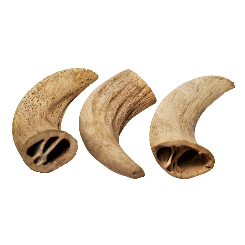 Water Buffalo Horn Core Dog Chews-2 Count-10 oz (WSP) Harlequin Ganymede