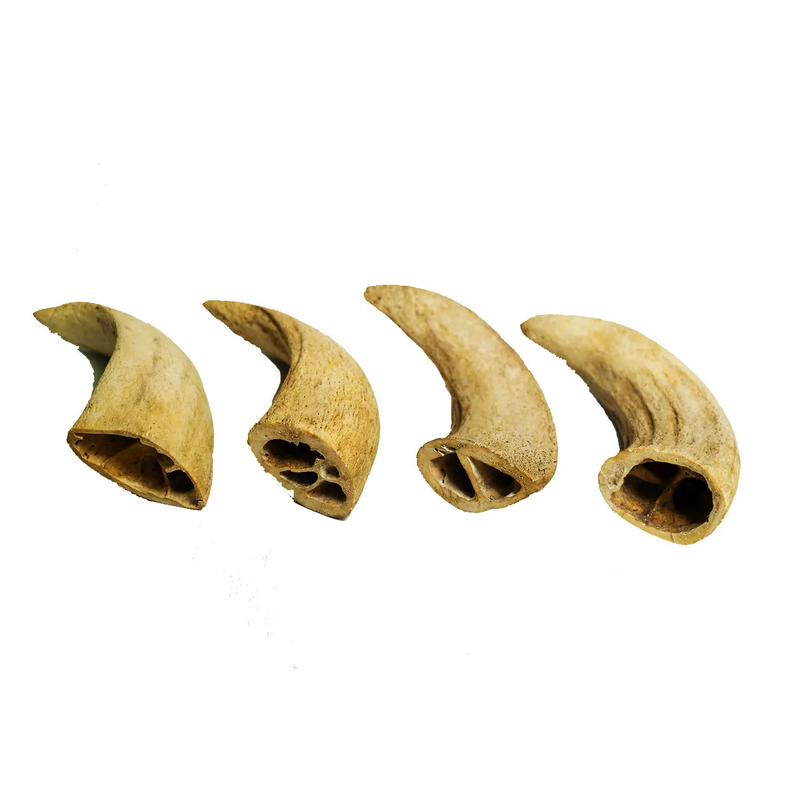 Water Buffalo Horn Core Dog Chews-2 Count-10 oz (WSP) Harlequin Ganymede