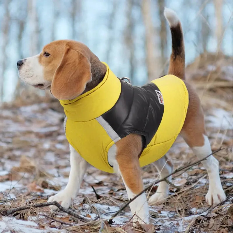 Waterproof Padded Winter Jacket for All Dog Sizes AliExpress