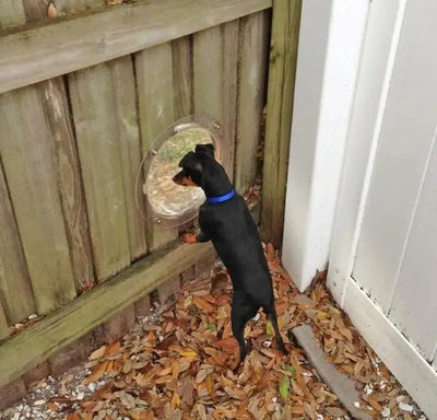 Pet Peek Fence Window - Poochi Paws