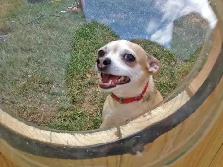 Pet Peek Fence Window - Poochi Paws