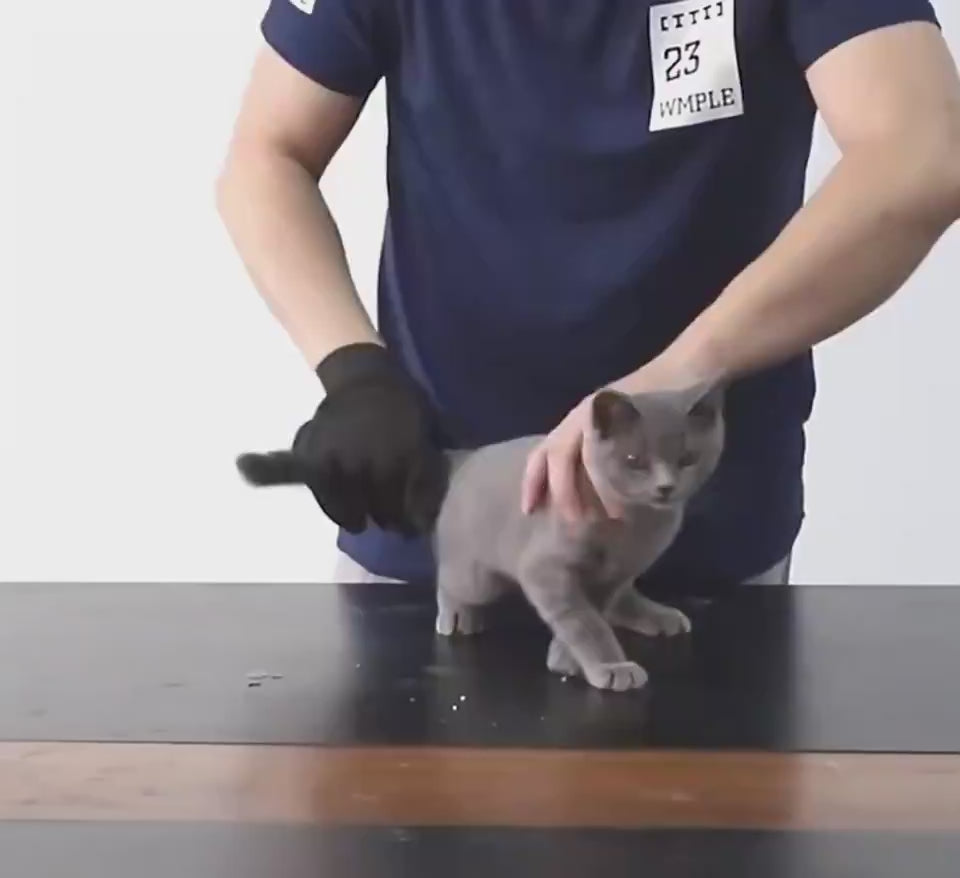 Gentle Cat & Dog Grooming Glove.